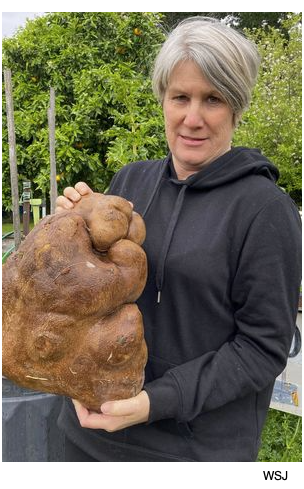 giant vegetables
