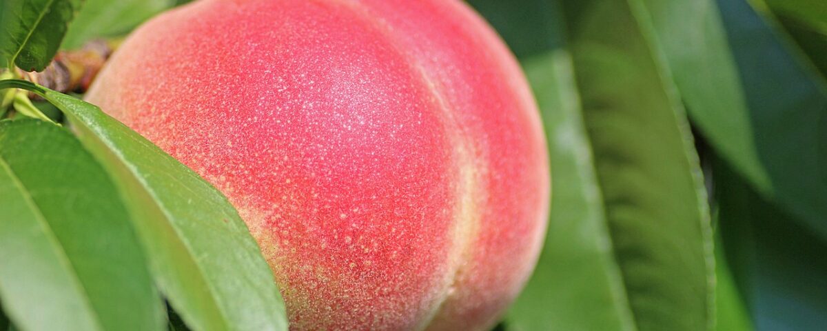 peach history