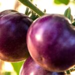 Weekly Economic News Roundup and tomato innovation