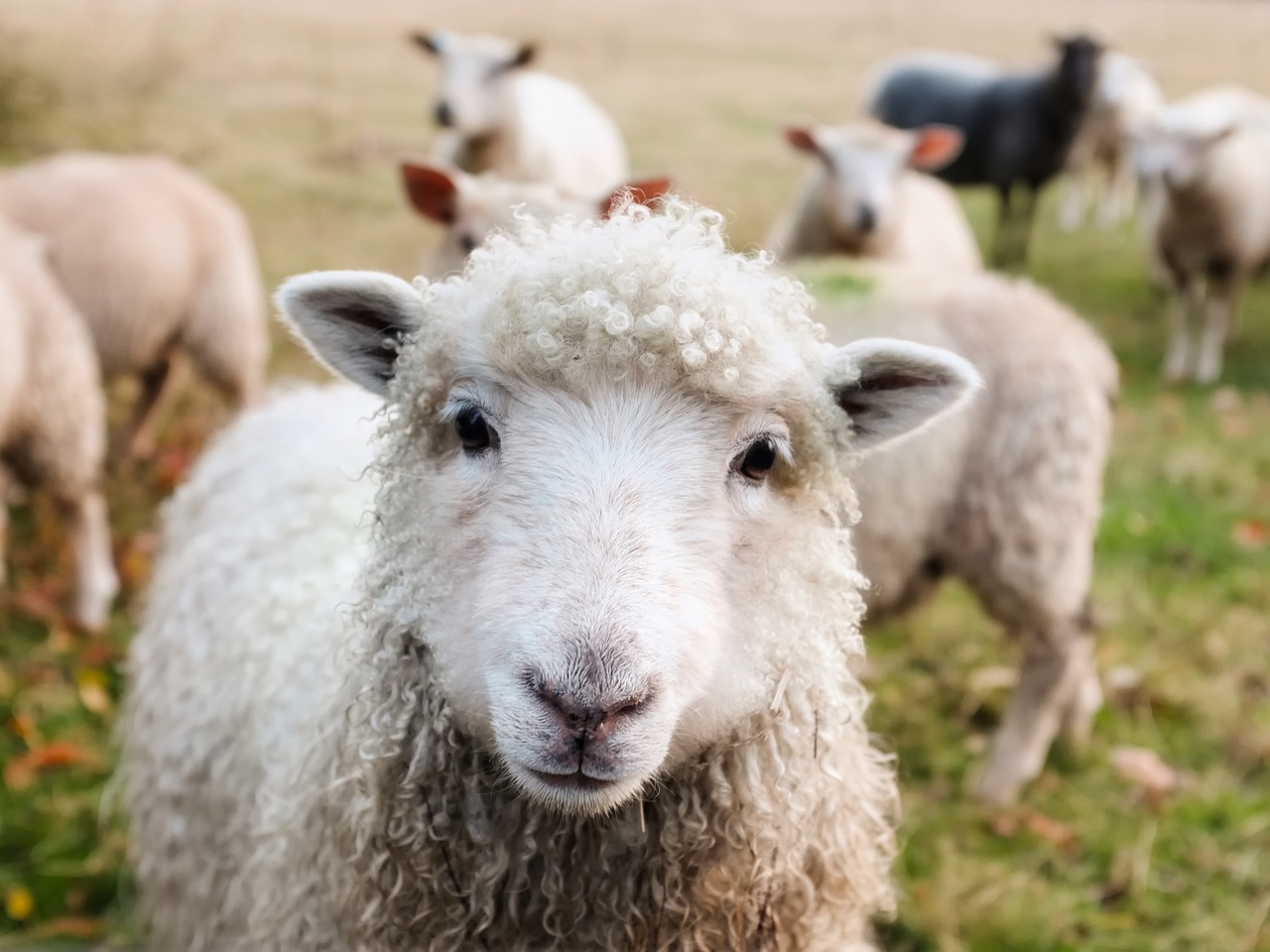 Weekly Economic News Roundup and solar farm sheep