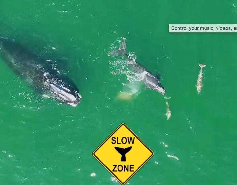 Weekly Economic News Roundup and Right Whale Slow Zones