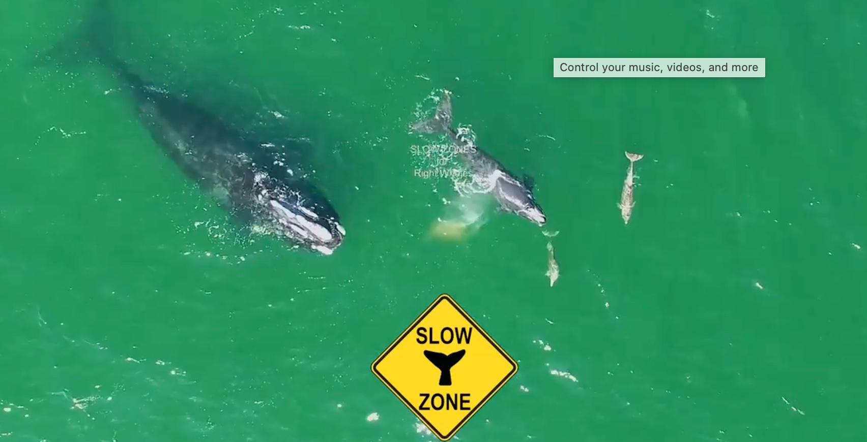 Weekly Economic News Roundup and Right Whale Slow Zones