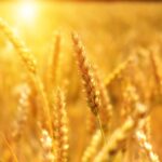 Weekly Economic News Roundup and Egyptian wheat imports