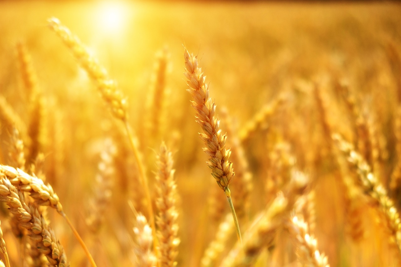Weekly Economic News Roundup and Egyptian wheat imports