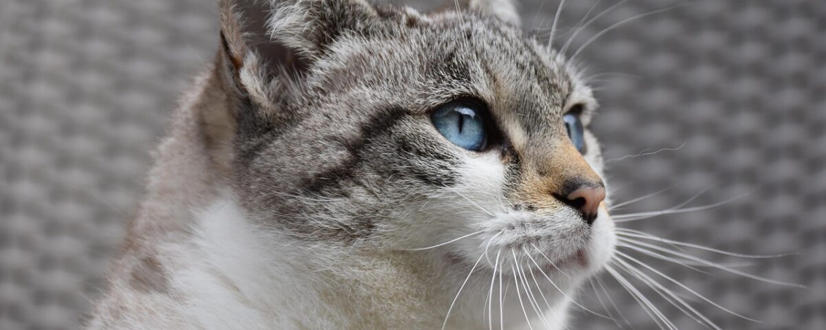 Pet spending