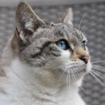 Pet spending