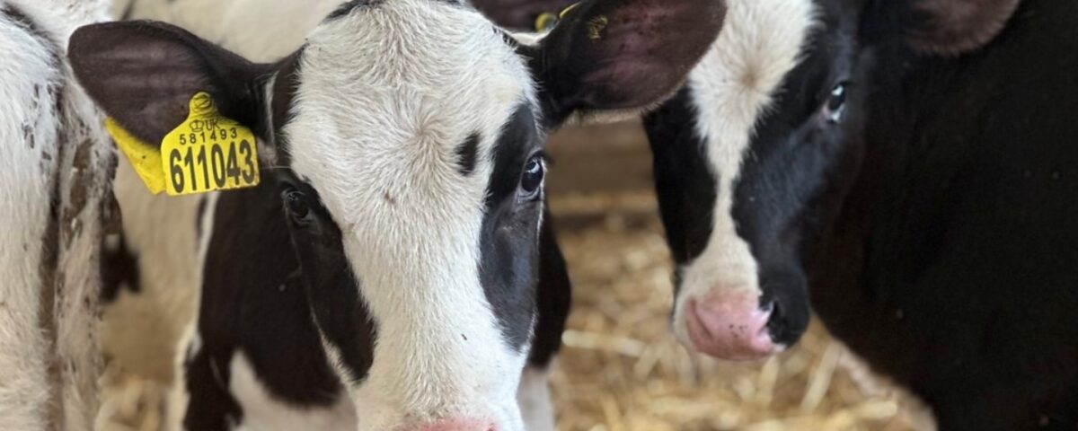 methane emissions and cow burps