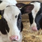 methane emissions and cow burps