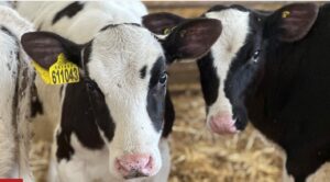 Weekly Economic News Roundup and methane emissions and cow burps