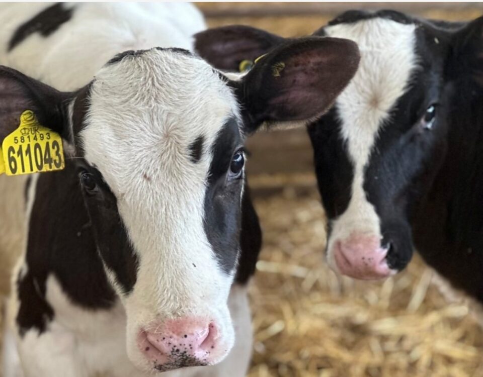 methane emissions and cow burps