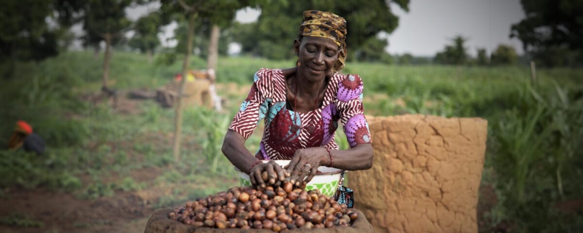 Nigeria's shea nuts