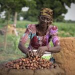 Nigeria's shea nuts