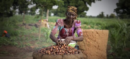 Nigeria's shea nuts