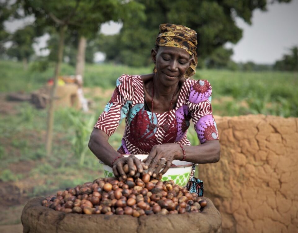 Nigeria's shea nuts