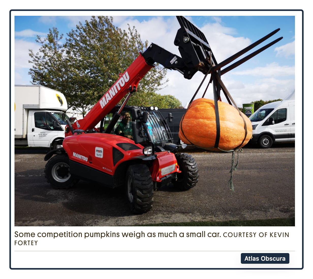 giant vegetables