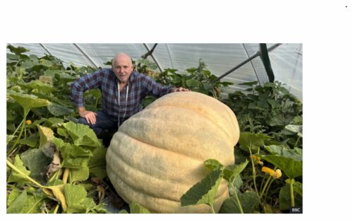 giant vegetables