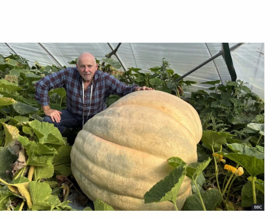 giant vegetables