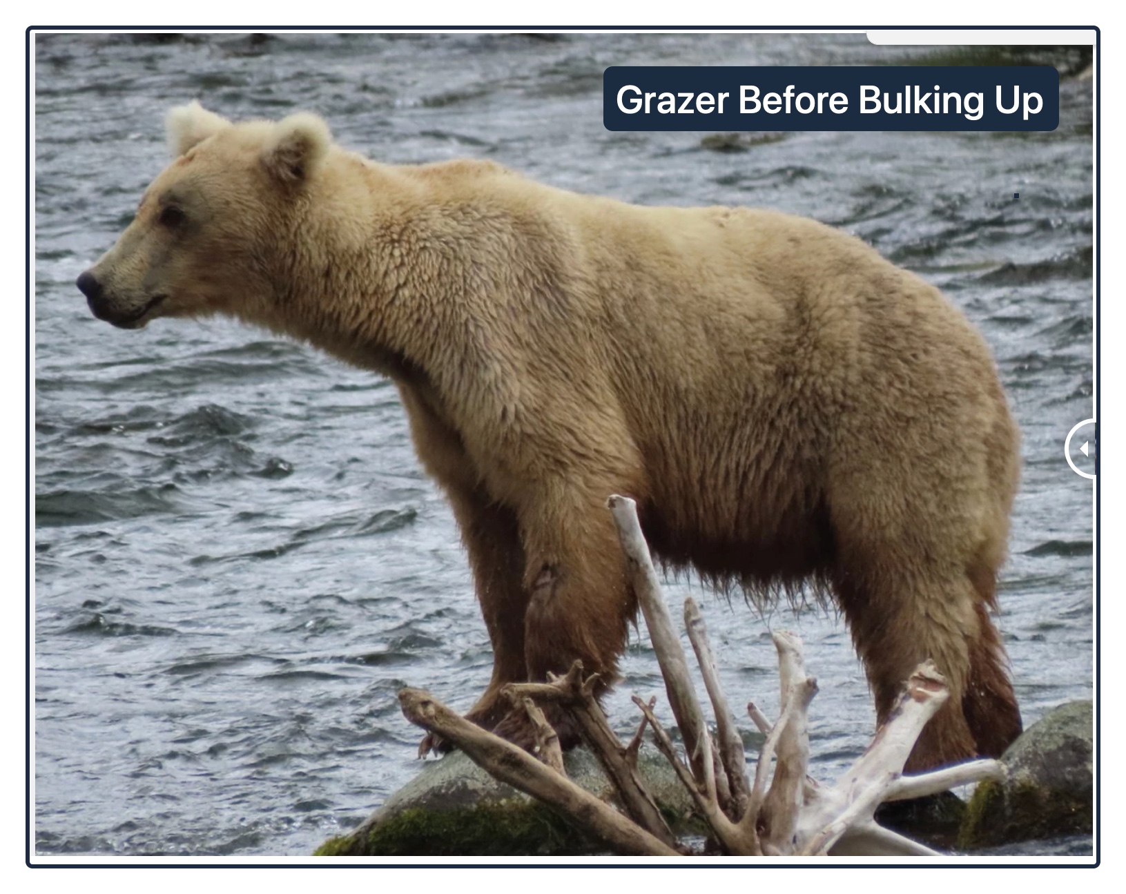 Fat Bear Week Grazer