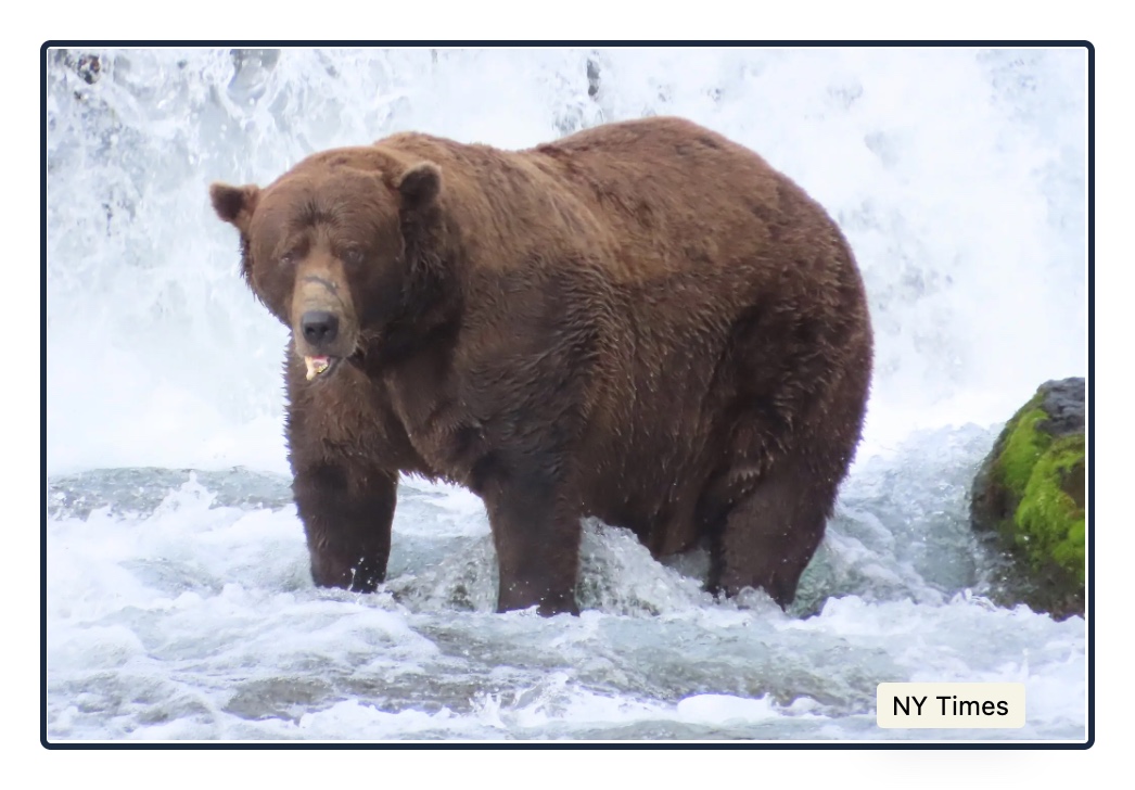 Fat Bear Conest Chunk