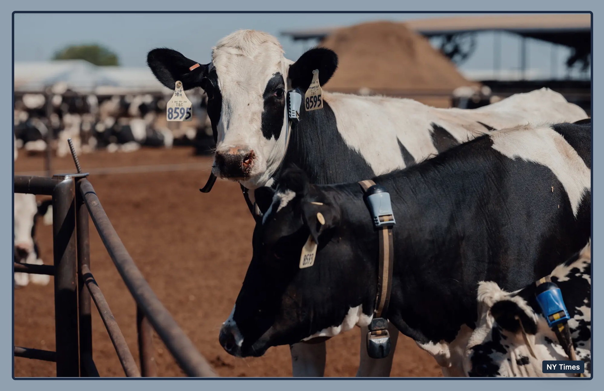 cow collars and precision farming