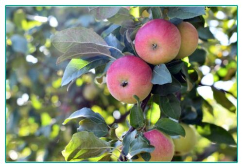 Weekly Economic News Roundup and apple history