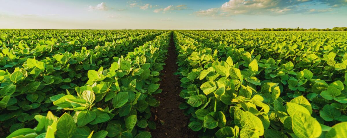Where Soybean Markets Have Shifted | econlife