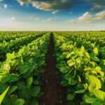 Where Soybean Markets Have Shifted | econlife