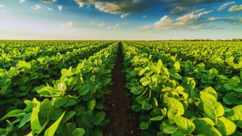 Where Soybean Markets Have Shifted | econlife