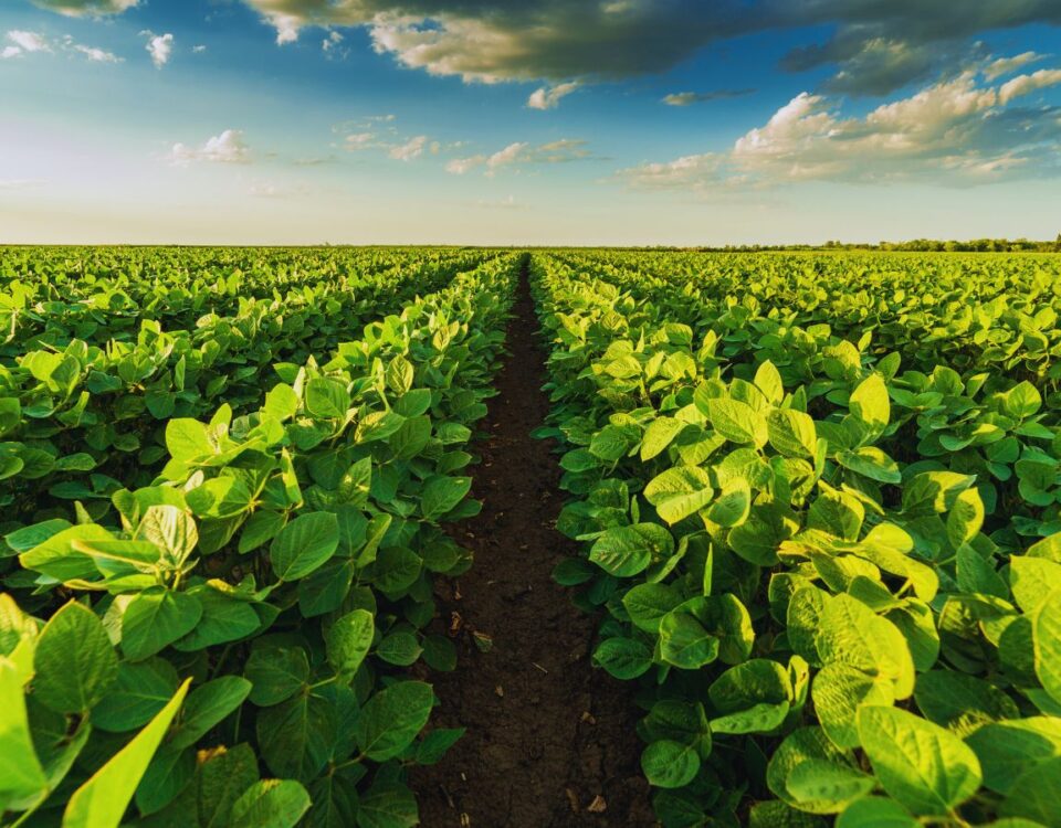 Where Soybean Markets Have Shifted | econlife