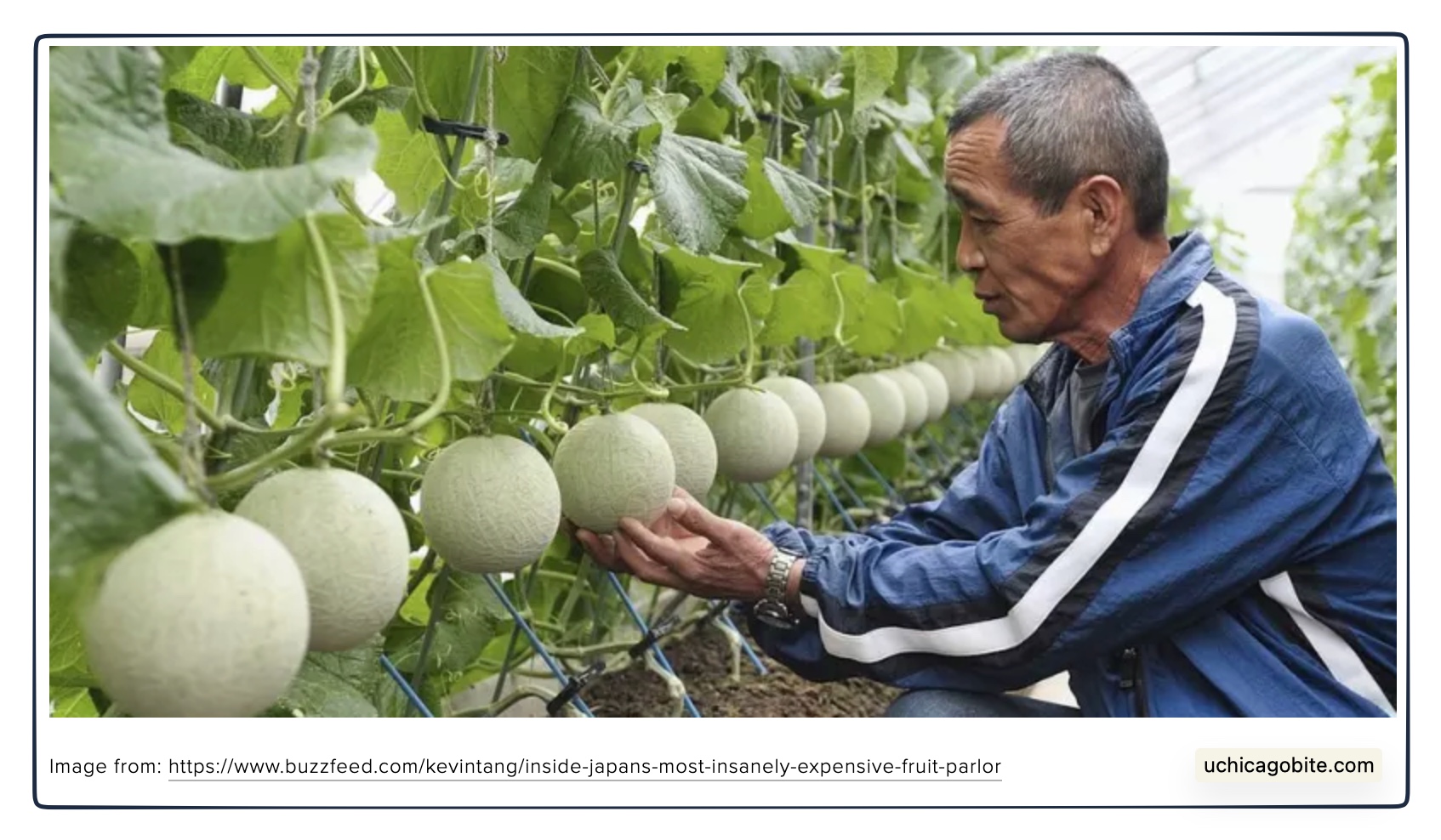 melon massage