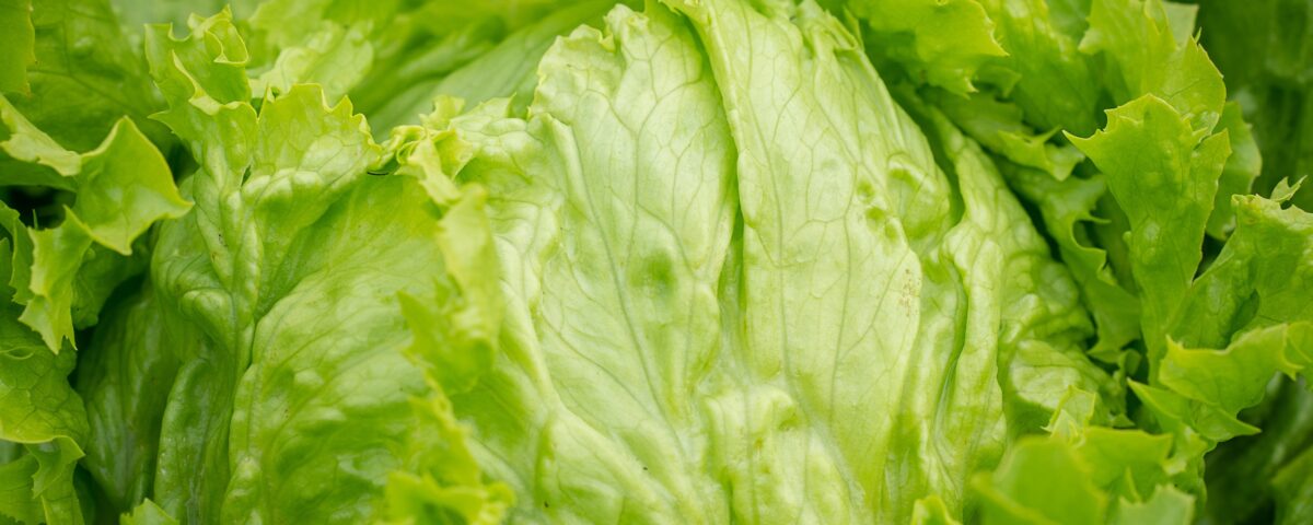 lettuce recall costs