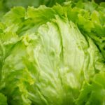 lettuce recall costs