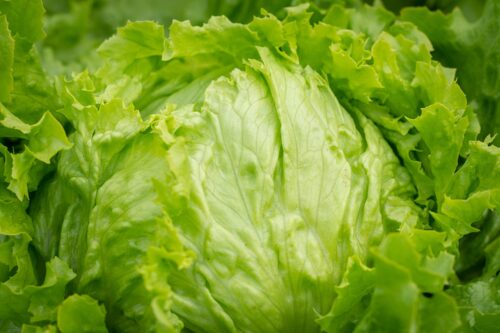 lWeekly Economic News Roundup and ettuce recall costs