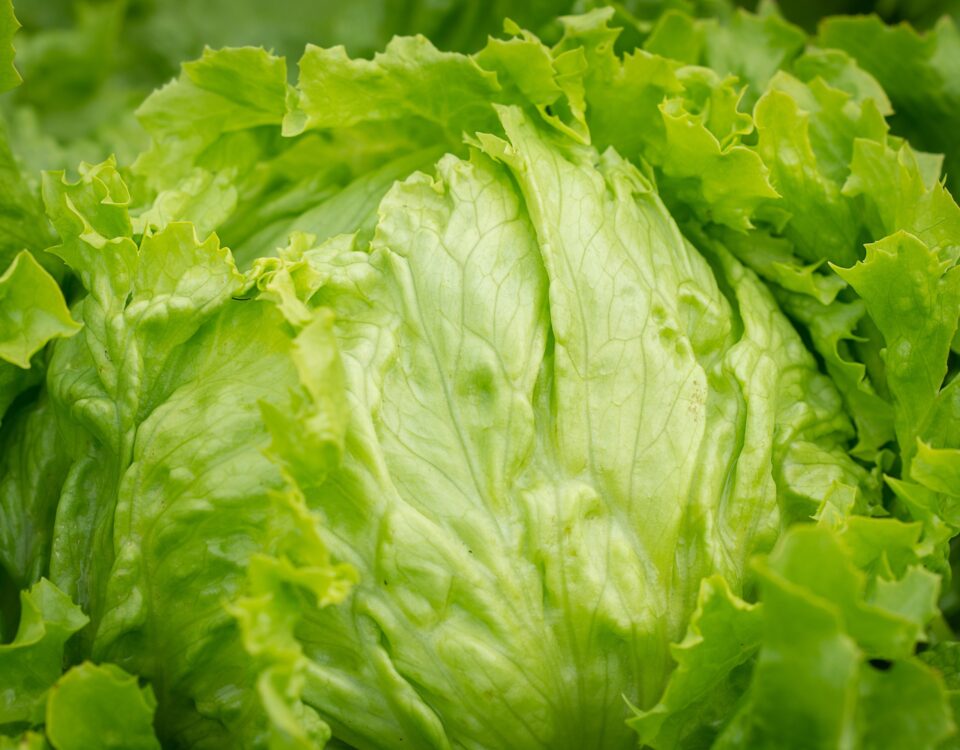 lettuce recall costs
