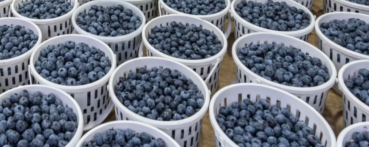 blueberries in China