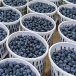 blueberries in China