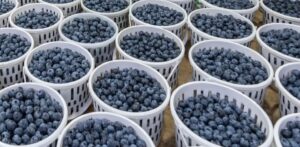blueberries in China