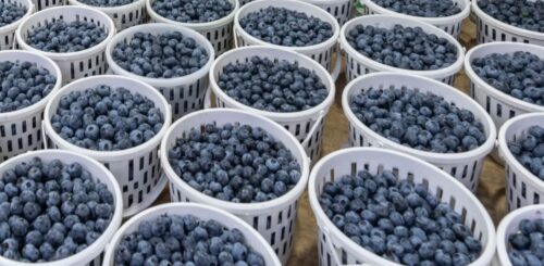 blueberries in China