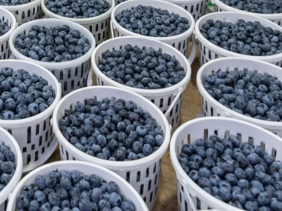 blueberries in China