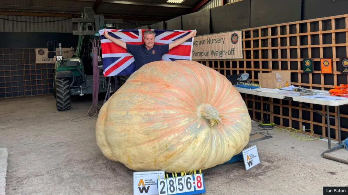 giant pumpkin