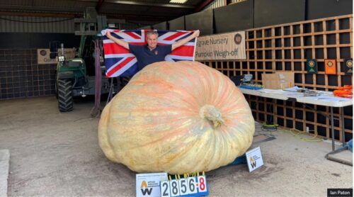 giant pumpkin