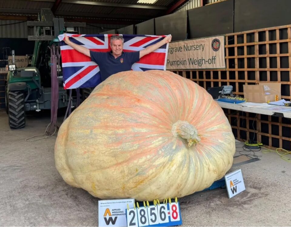 giant pumpkin