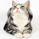 pet spending