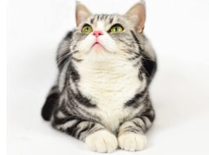 economic news roundup and pet spending