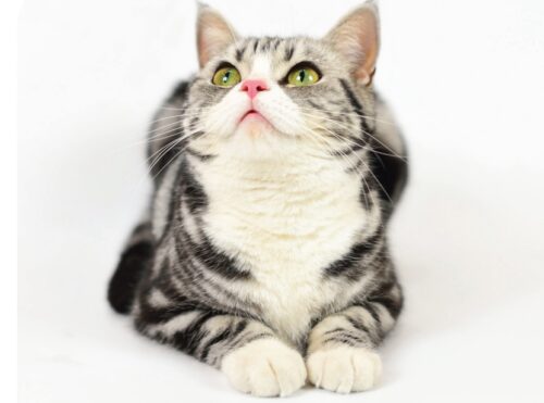 pet spending