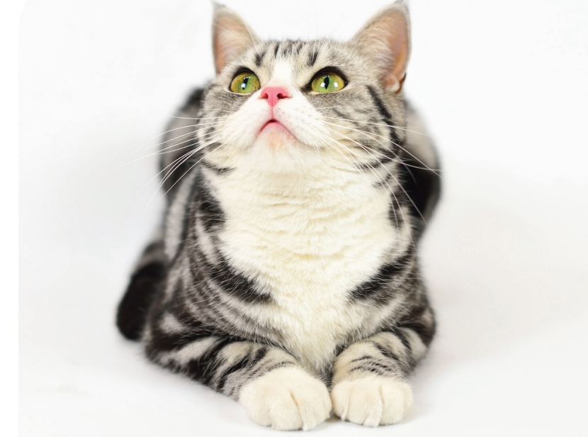 pet spending