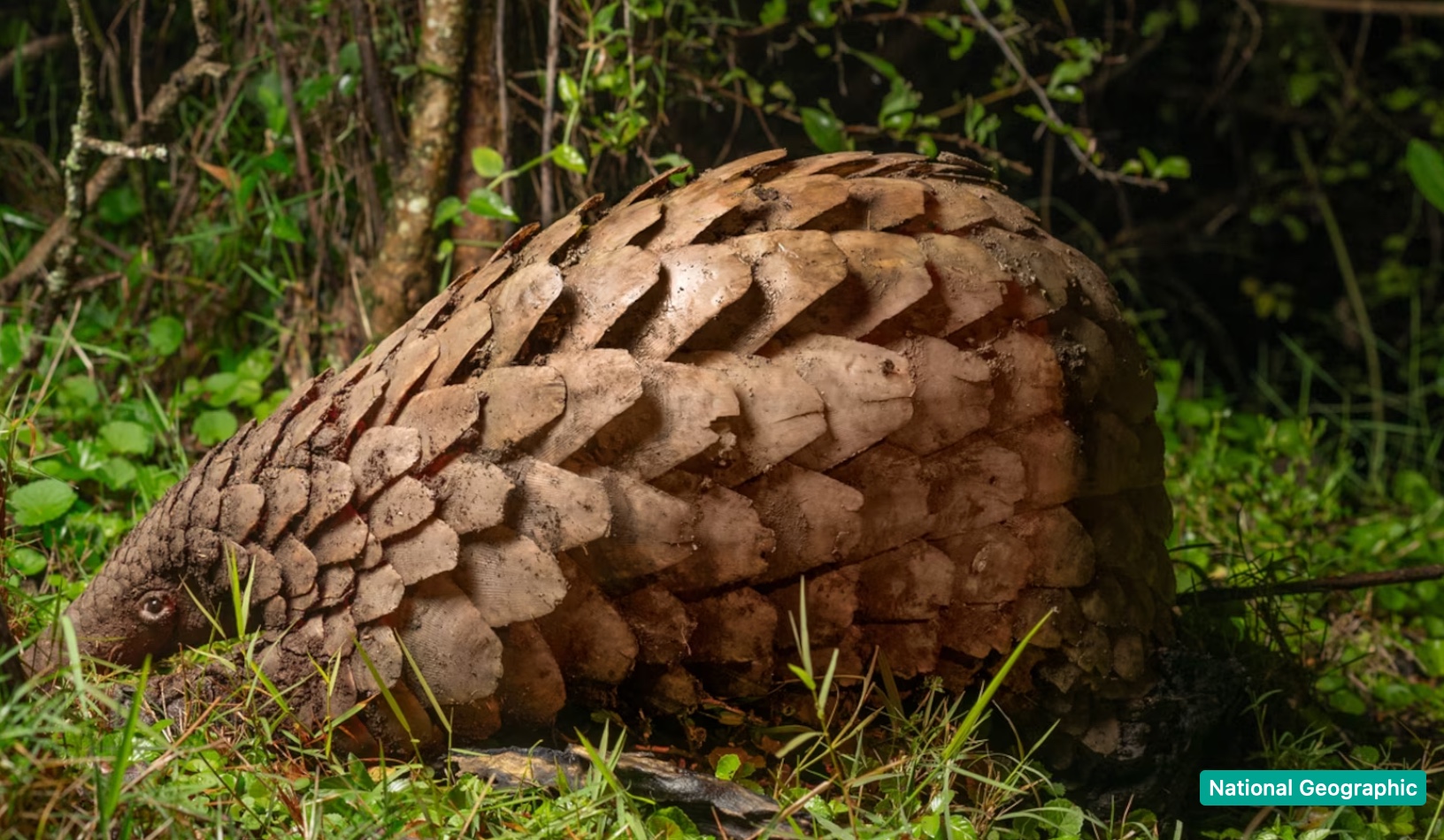 e-links pangolins